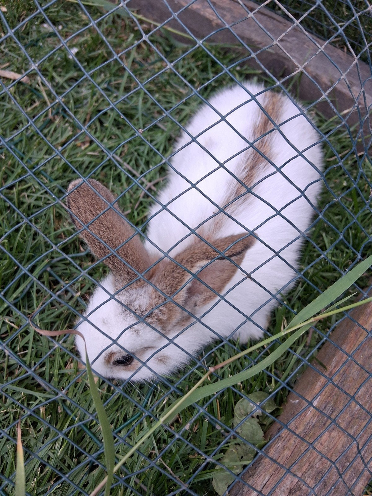 Kleine Vlaamse reuzen, Meerdere dieren, Groot