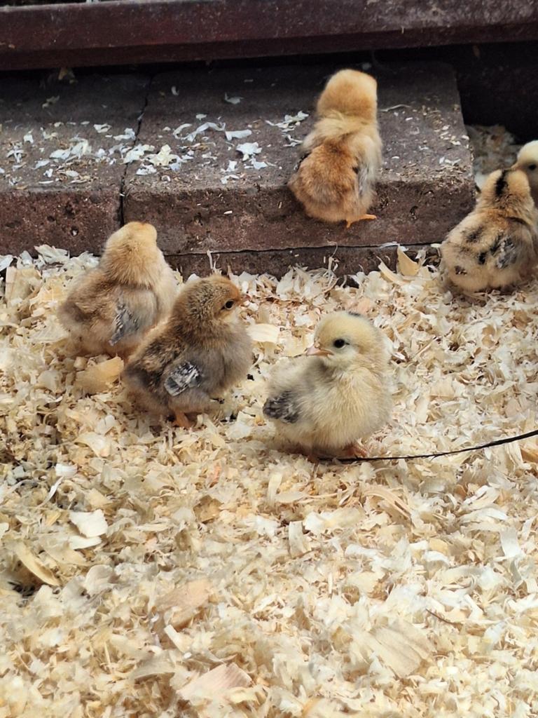 Kip met kuikens, Meerdere dieren, Kip