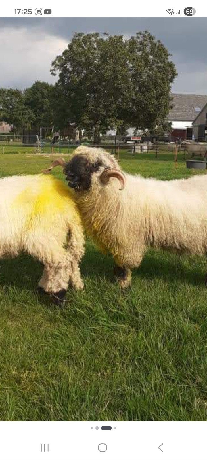 dakram gezocht walliser schwarznase