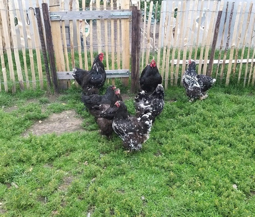 Brahma, Dieren en Toebehoren, Meerdere dieren, Kip
