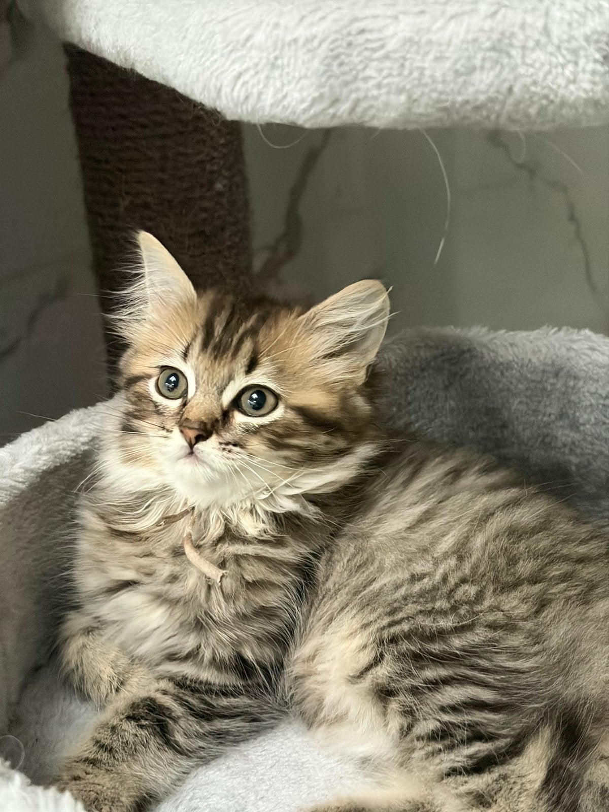 Britse langhaar /ragdoll kittens (UIT GETESTE OUDERS ), Meerdere dieren, 0 tot 2 jaar