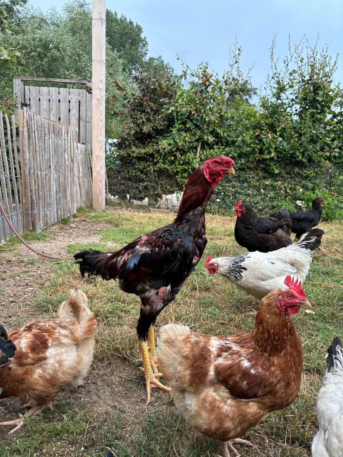 indigo giant gigante haan te koop, Dieren en Toebehoren, Pluimvee, Mannelijk, Kip