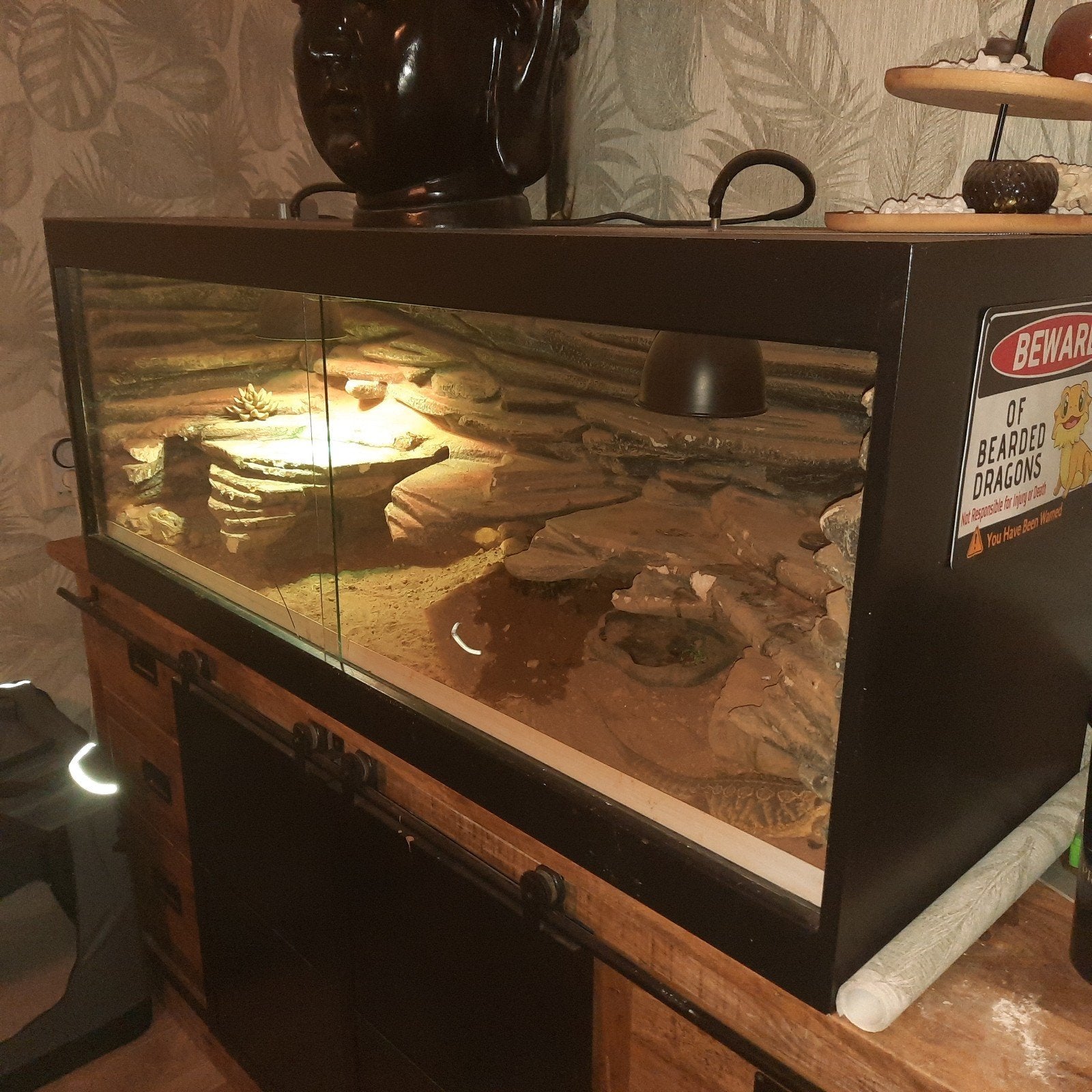 terrarium met 2 baardagamen, Ophalen, Zo goed als nieuw