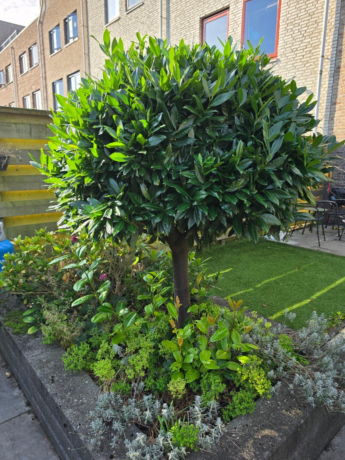 Unieke geënte Laurierboom (20 jaar oud, 160 cm hoog), Tuin en Terras, Ophalen, Bloeit niet, Volle zon, Overige soorten