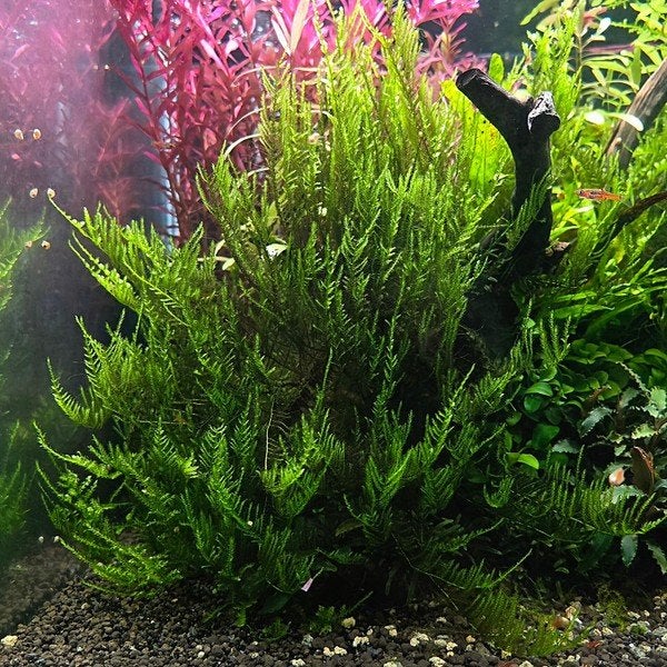 Taiwan mos, aquarium mos | Shrimporium, Ophalen of Verzenden, Nieuw, Plant(en), Steen of Hout