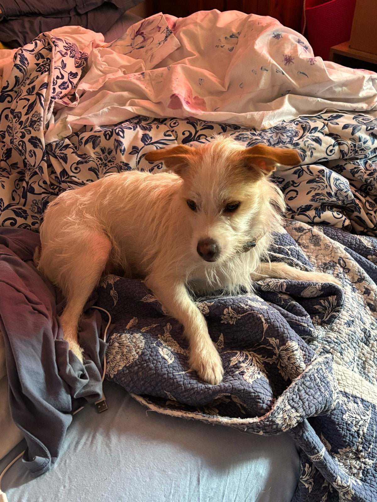 Teefje, bijna 1 jaar kruising terrier, Dieren en Toebehoren, Honden | Jack Russells en Terriërs, Parvo, 15 weken tot 1 jaar, Overige rassen