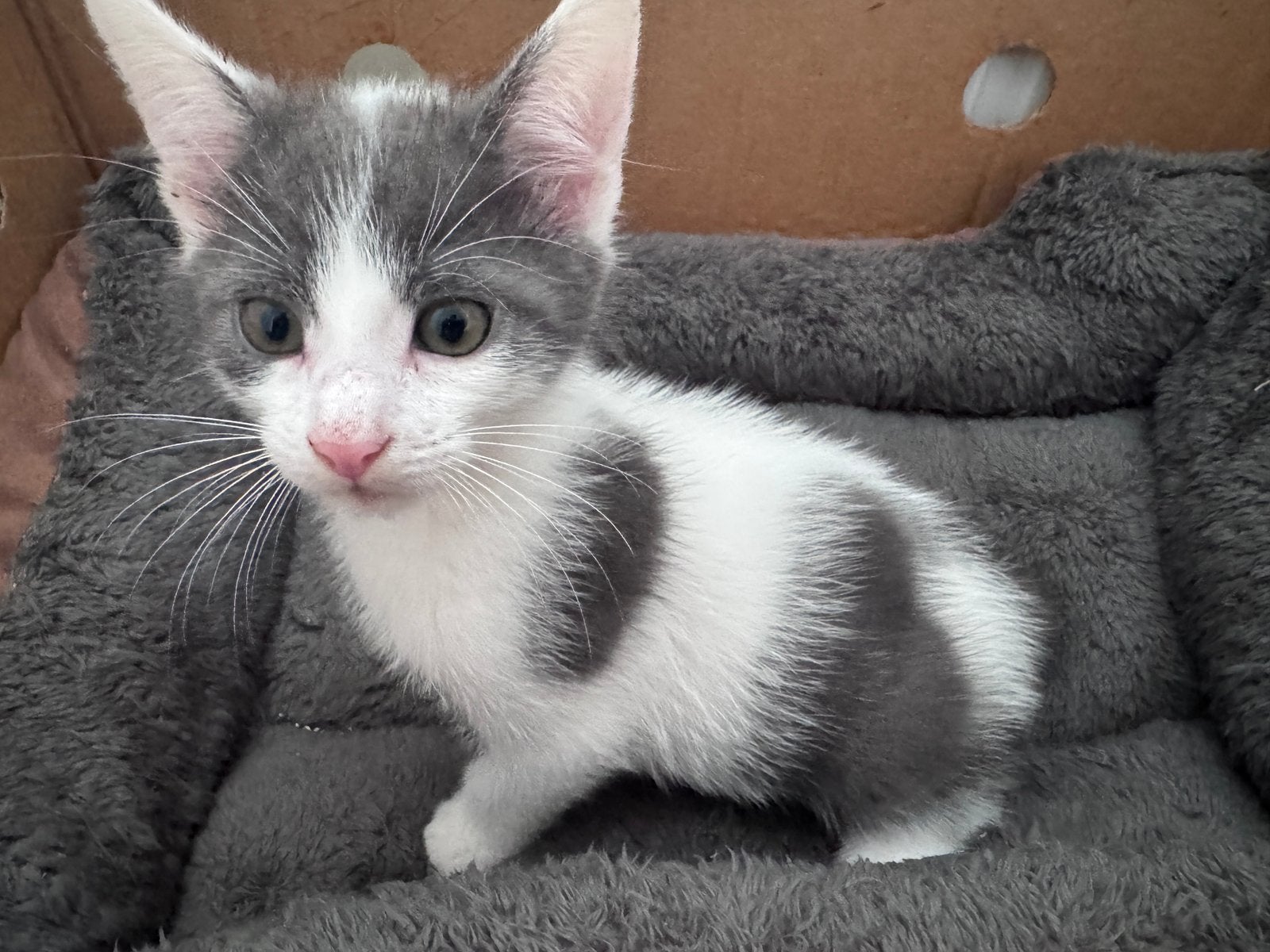 Mooi kitten te koop