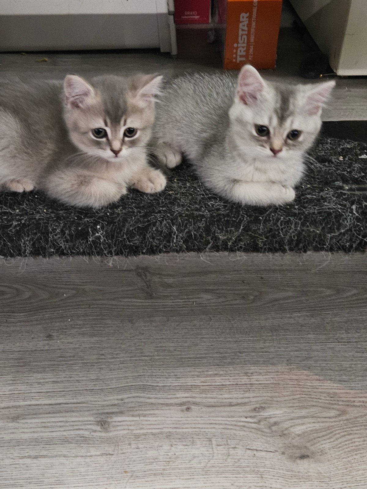 britse korthaar kittens, Dieren en Toebehoren, Meerdere dieren, Gechipt