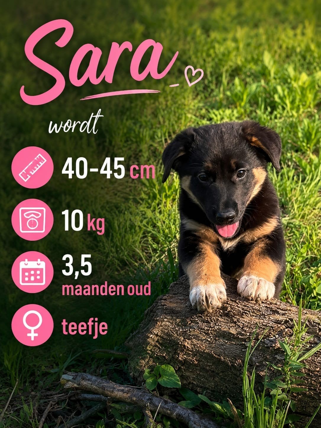SARA & SANDOR ZOEKEN HUN FOREVER HOME 

Soms is, Dieren en Toebehoren, Honden | Niet-rashonden, Particulier, 15 weken tot 1 jaar