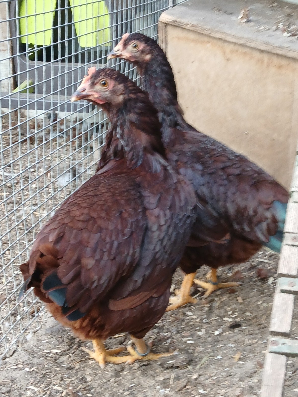 Rhode Island Red ,haan en hennen., Dieren en Toebehoren, Pluimvee, Meerdere dieren, Kip