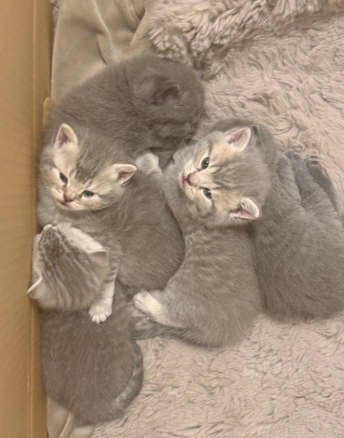 20 juni mogen ze weg! Britse korthaar kittens te koop, Dieren en Toebehoren, Katten en Kittens | Overige Katten, Kortharig, Meerdere dieren