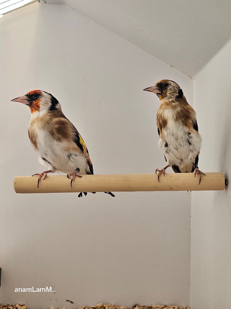 Majoorputter | Wildkleur | 2025, Dieren en Toebehoren, Meerdere dieren, Wildzangvogel, Geringd
