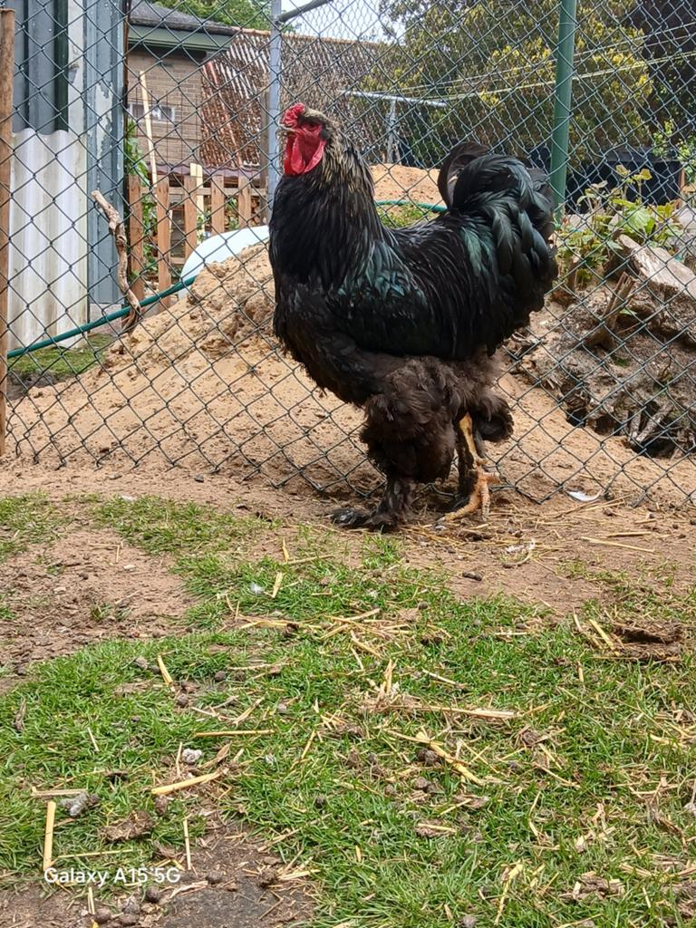 Mooie zwarte brahma haan, Dieren en Toebehoren, Mannelijk, Kip
