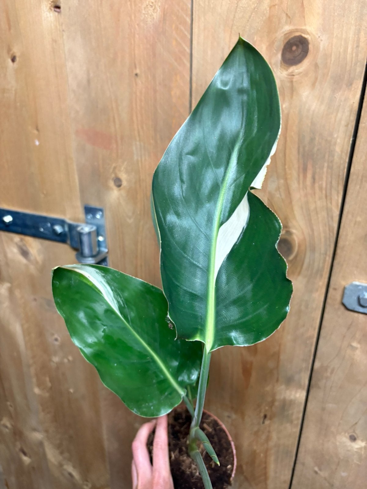 Strelitzia reginae variegata plant albo white wit, Ophalen of Verzenden, Halfschaduw, Minder dan 100 cm