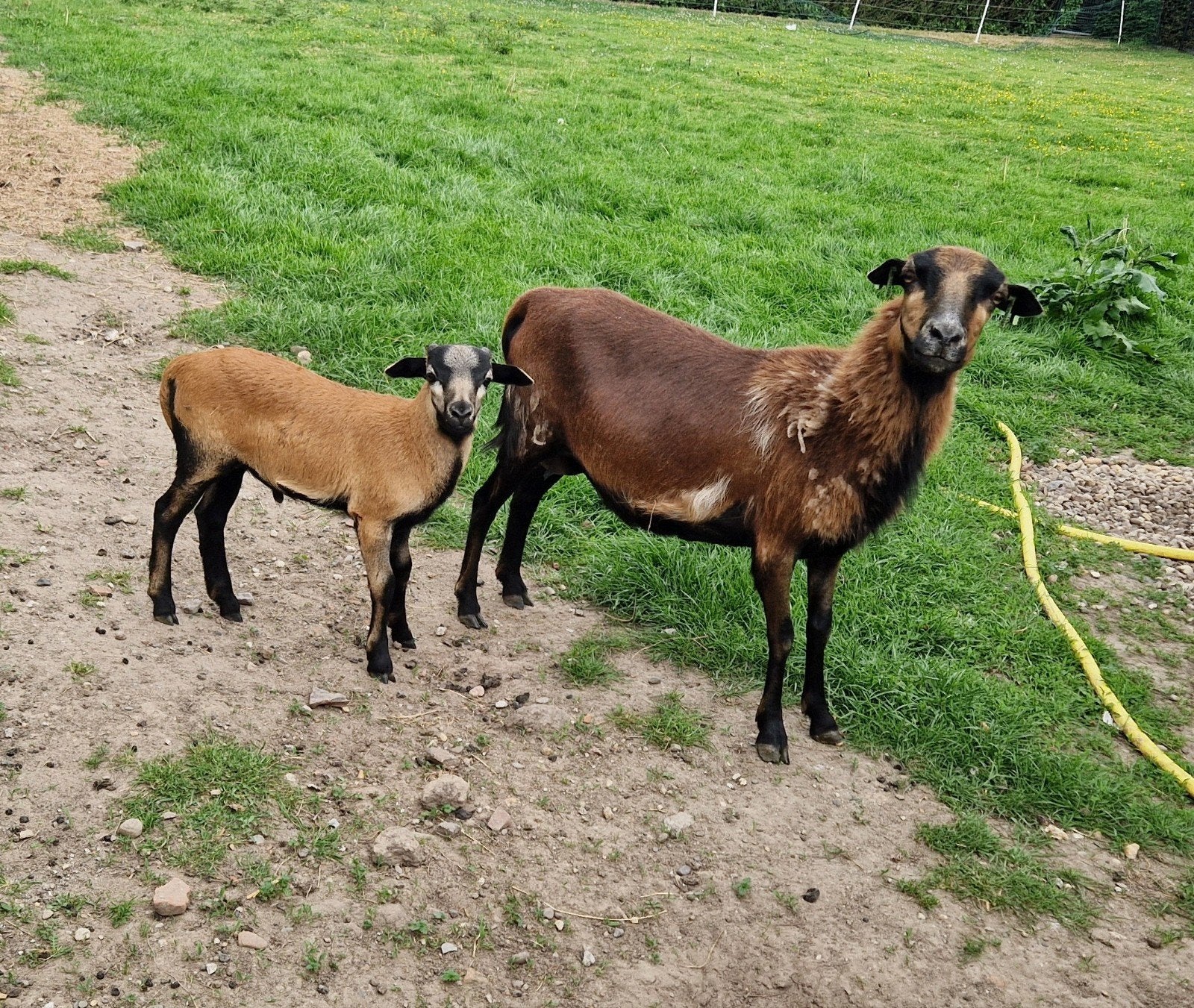 Kameroen rammetje, Dieren en Toebehoren, Schapen, Geiten en Varkens, Mannelijk, Schaap