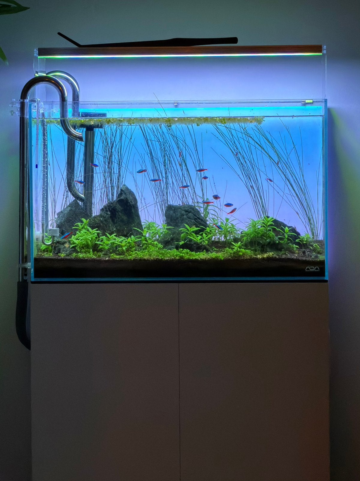 *TE KOOP* Complete ADA Aquarium set, Ophalen, Inclusief vissen, Zo goed als nieuw, Gevuld zoetwateraquarium