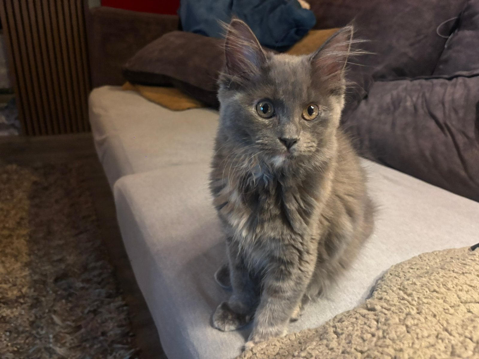 2 main coone kittens, Dieren en Toebehoren, Meerdere dieren, Ontwormd, 0 tot 2 jaar