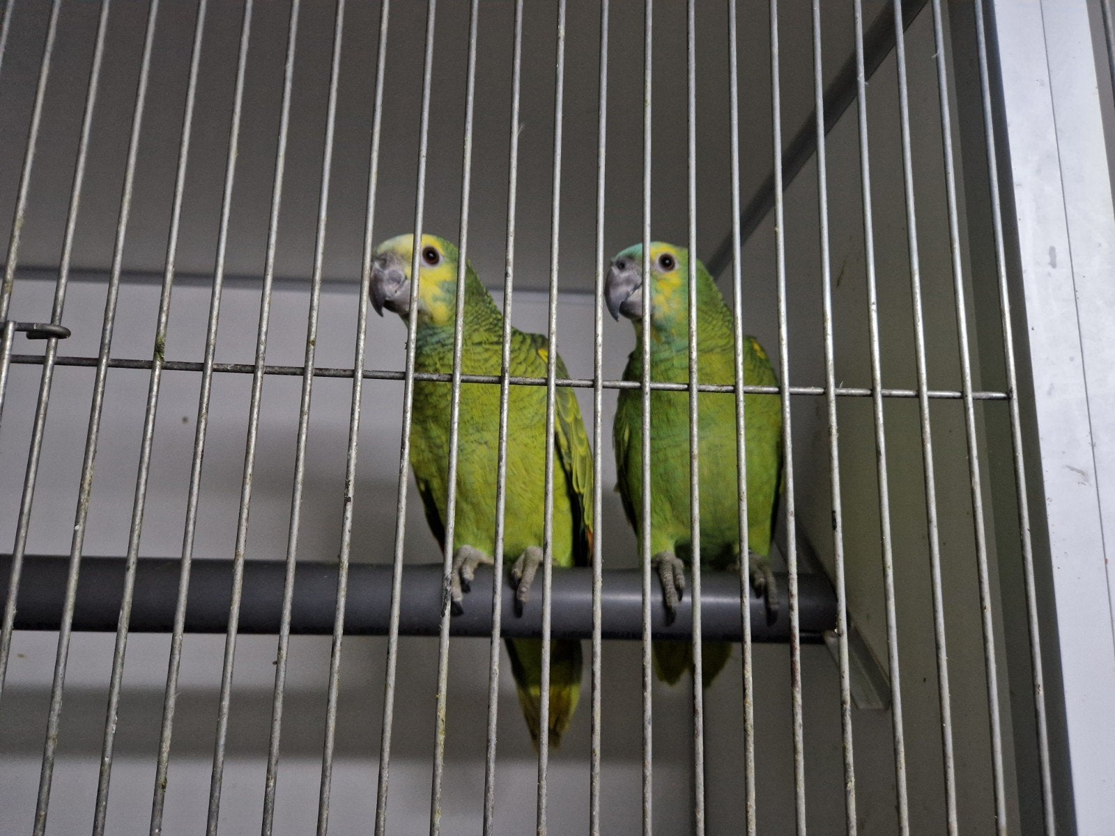 koppel blauwvoorhoofd amazone, Dieren en Toebehoren