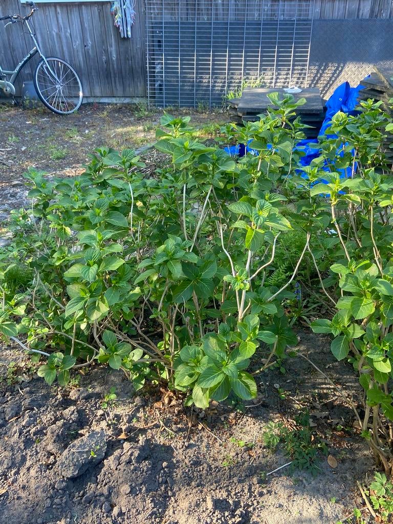 Diverse hortensia’s, Ophalen, Hortensia, Minder dan 100 cm