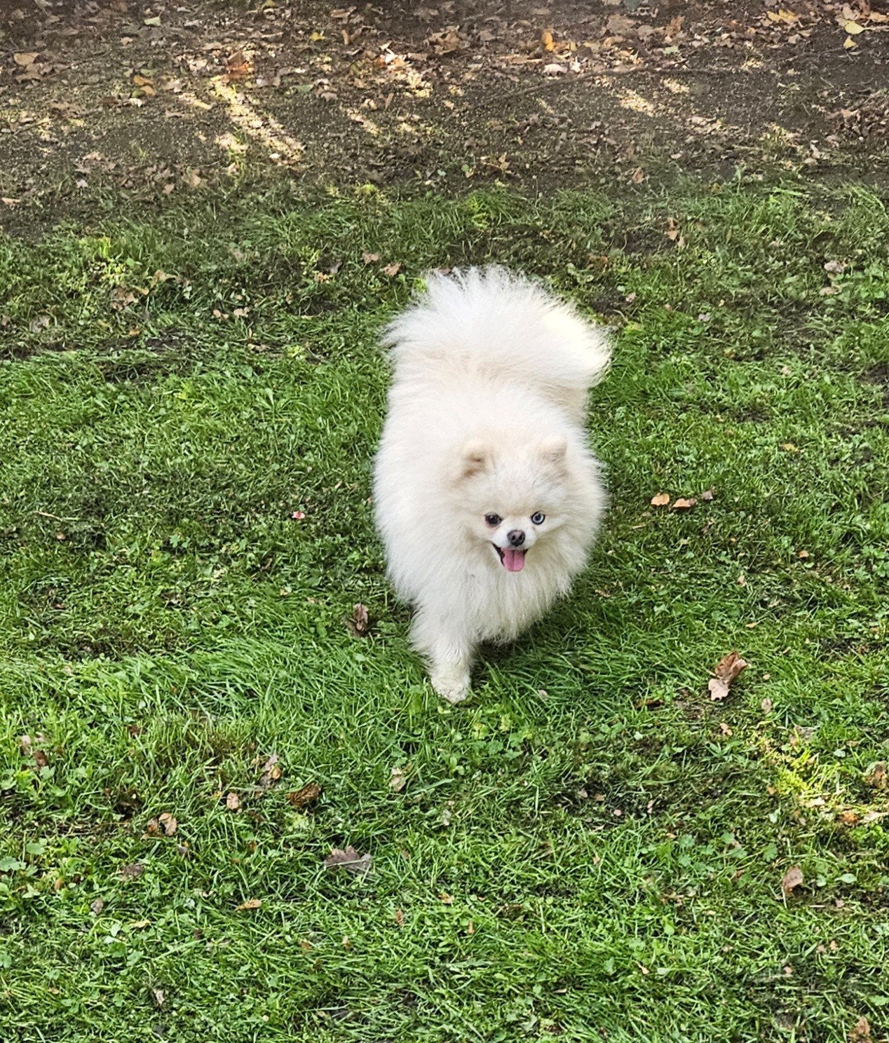 Pomeranian reu, Dieren en Toebehoren, CDV (hondenziekte), Keeshond, Reu, 1 tot 2 jaar