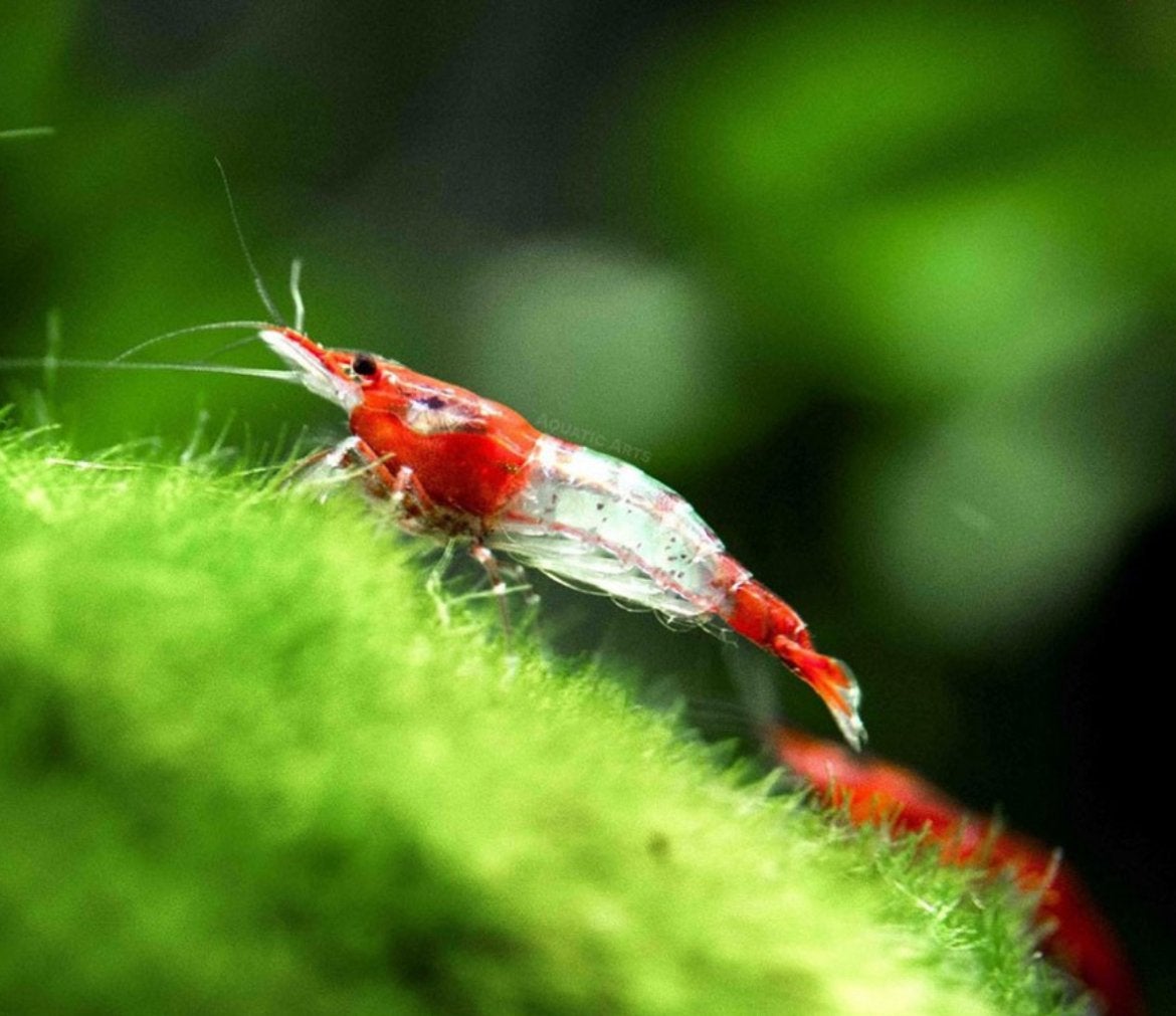 Neocaridina garnaal, Kreeft, Krab of Garnaal