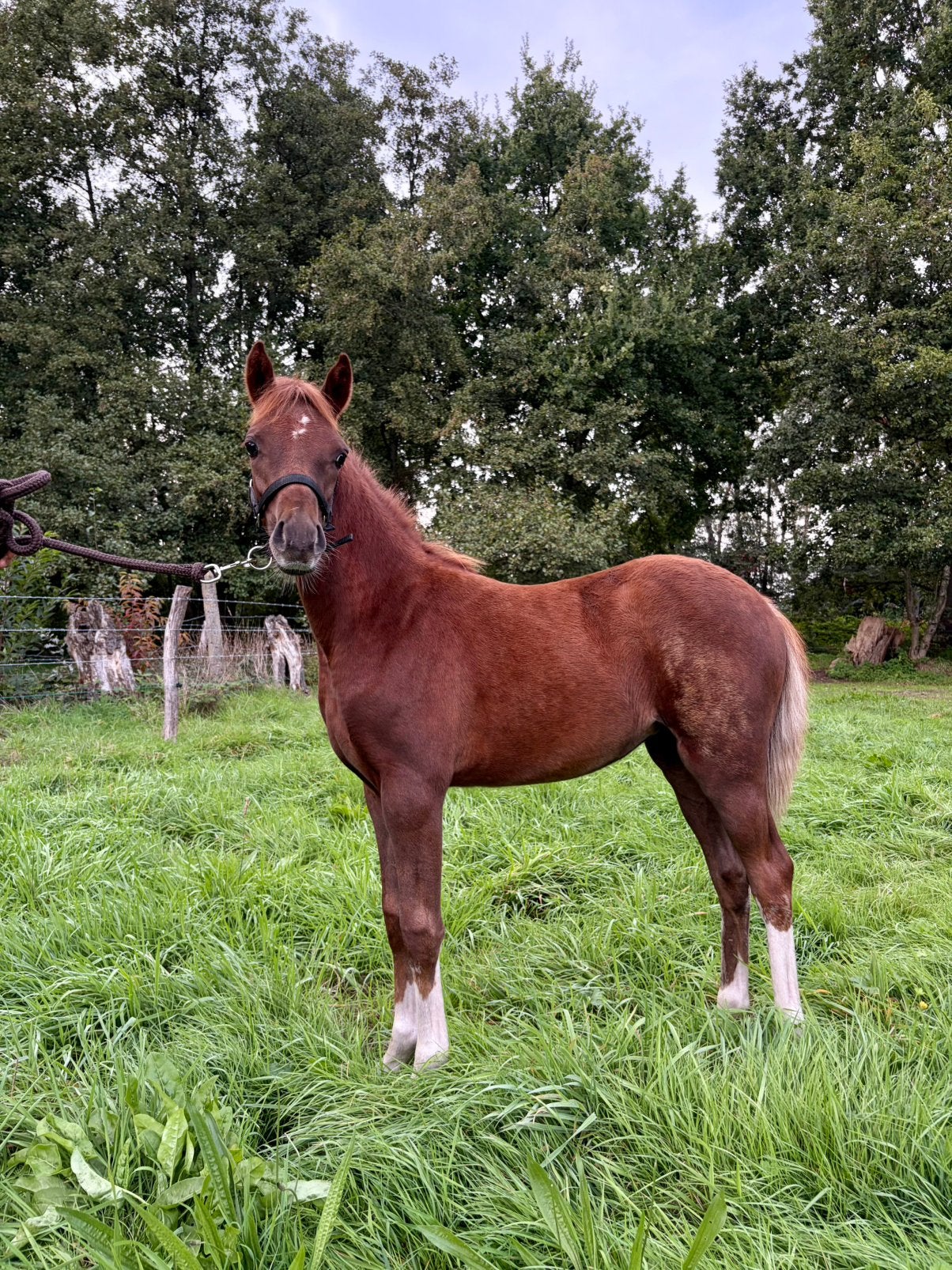 D pony veulen (Welsh Partbred), Dieren en Toebehoren, Merrie, D pony (1.37m tot 1.48m), Met stamboom, 0 tot 2 jaar