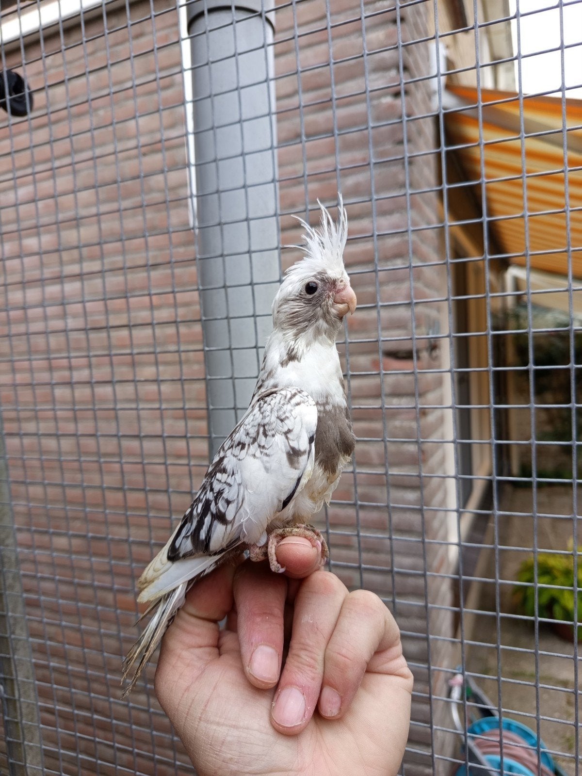 mooie jonge valkparkiet uitgevlogen 20 september, Dieren en Toebehoren, Mannelijk, Parkiet, Tam