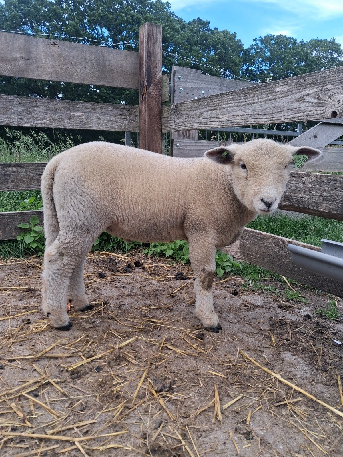 Mooie jonge Ryeland ram van begin April, Dieren en Toebehoren, Schapen, Geiten en Varkens, Mannelijk, Schaap, 0 tot 2 jaar