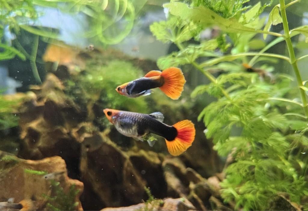 Brazil redcap guppy, Dieren en Toebehoren, Vis