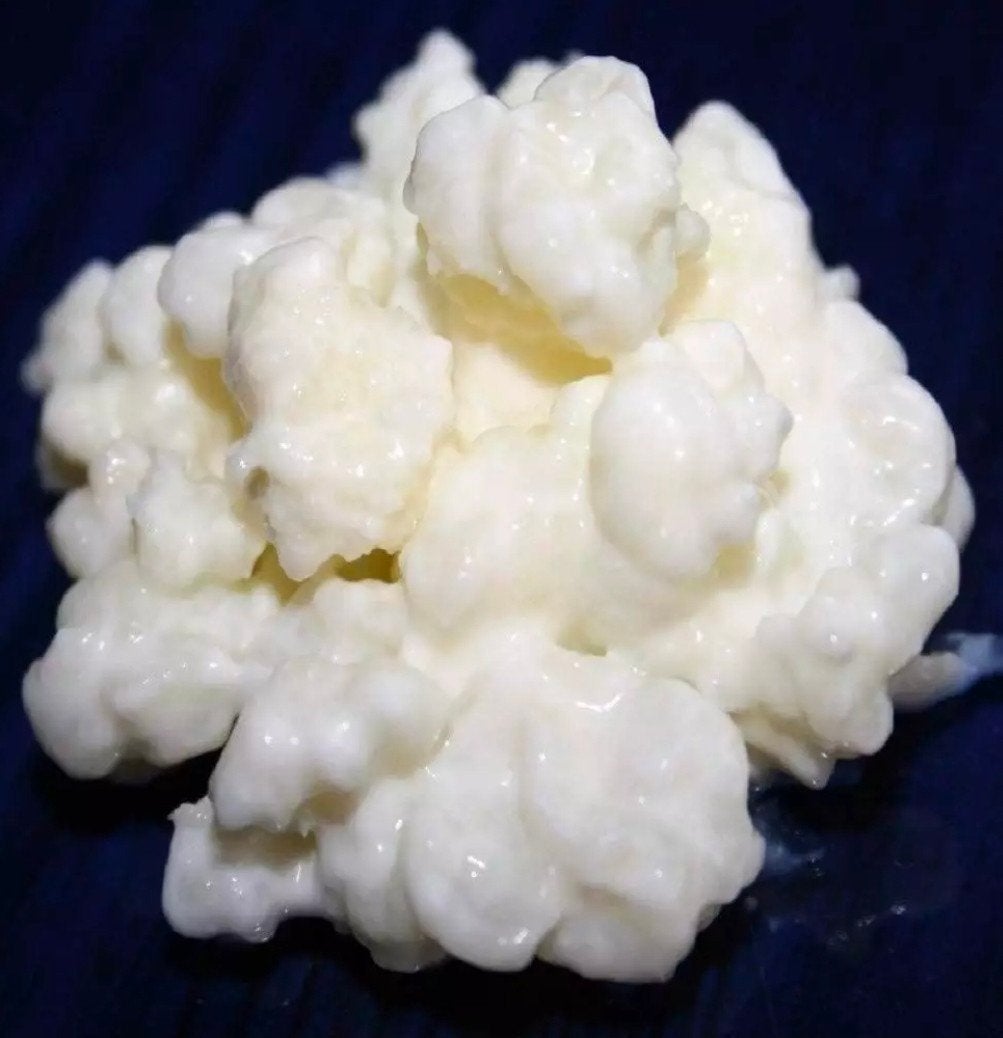 biologische Melk keffir, Diversen, Levensmiddelen, Ophalen