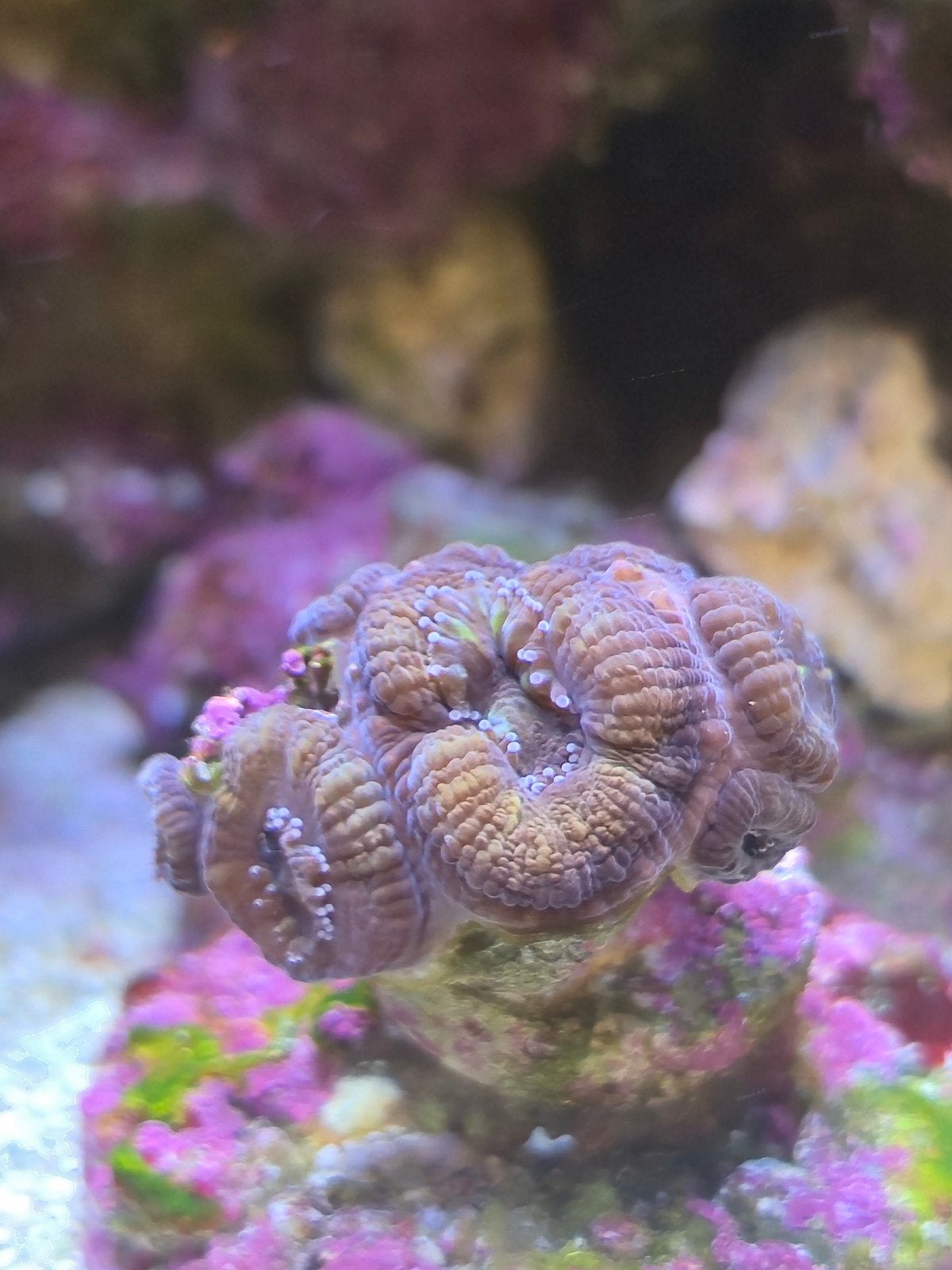 Acanthastrea rainbow gold 8 koppen, Vis
