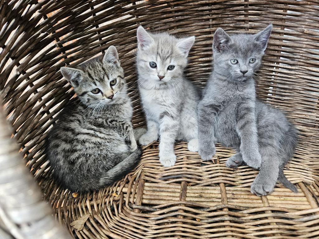 2 superschattige ragdoll kruising kittens te koop!, Meerdere dieren, Kortharig, 0 tot 2 jaar