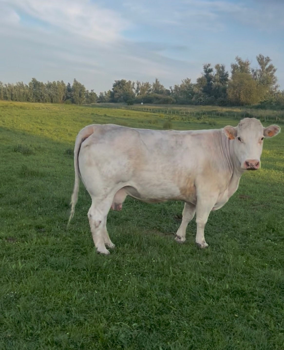 Weide&Mest koeien, Dieren en Toebehoren, Runderen, Vrouwelijk, 0 tot 2 jaar