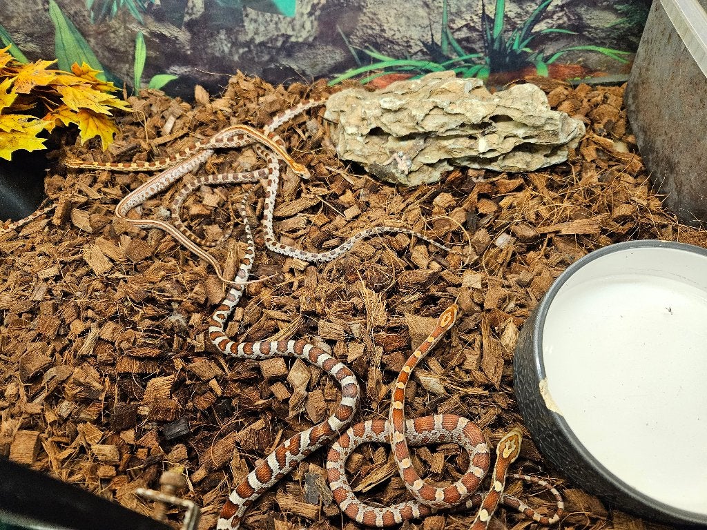 Pantherophis Guttatus Rattenslang Korenslang