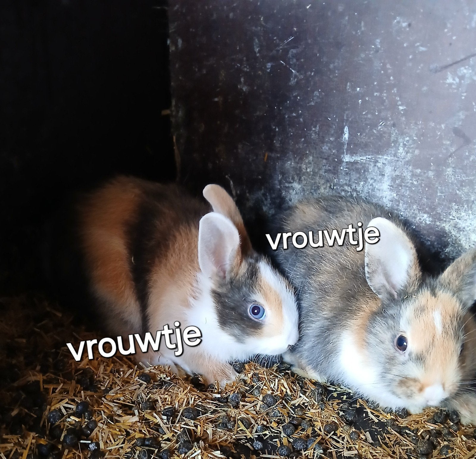Mooie jonge konijntjes, Dieren en Toebehoren, Knaagdieren, Mei, Meerdere dieren, Overige typen