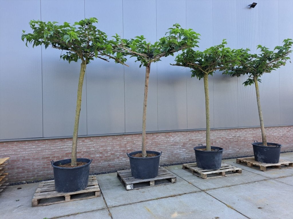 Dakvorm  Morus alba 'Macrophylla', Tuin en Terras, Planten | Bomen, Ophalen of Verzenden, Lente, 100 tot 250 cm, Dakboom