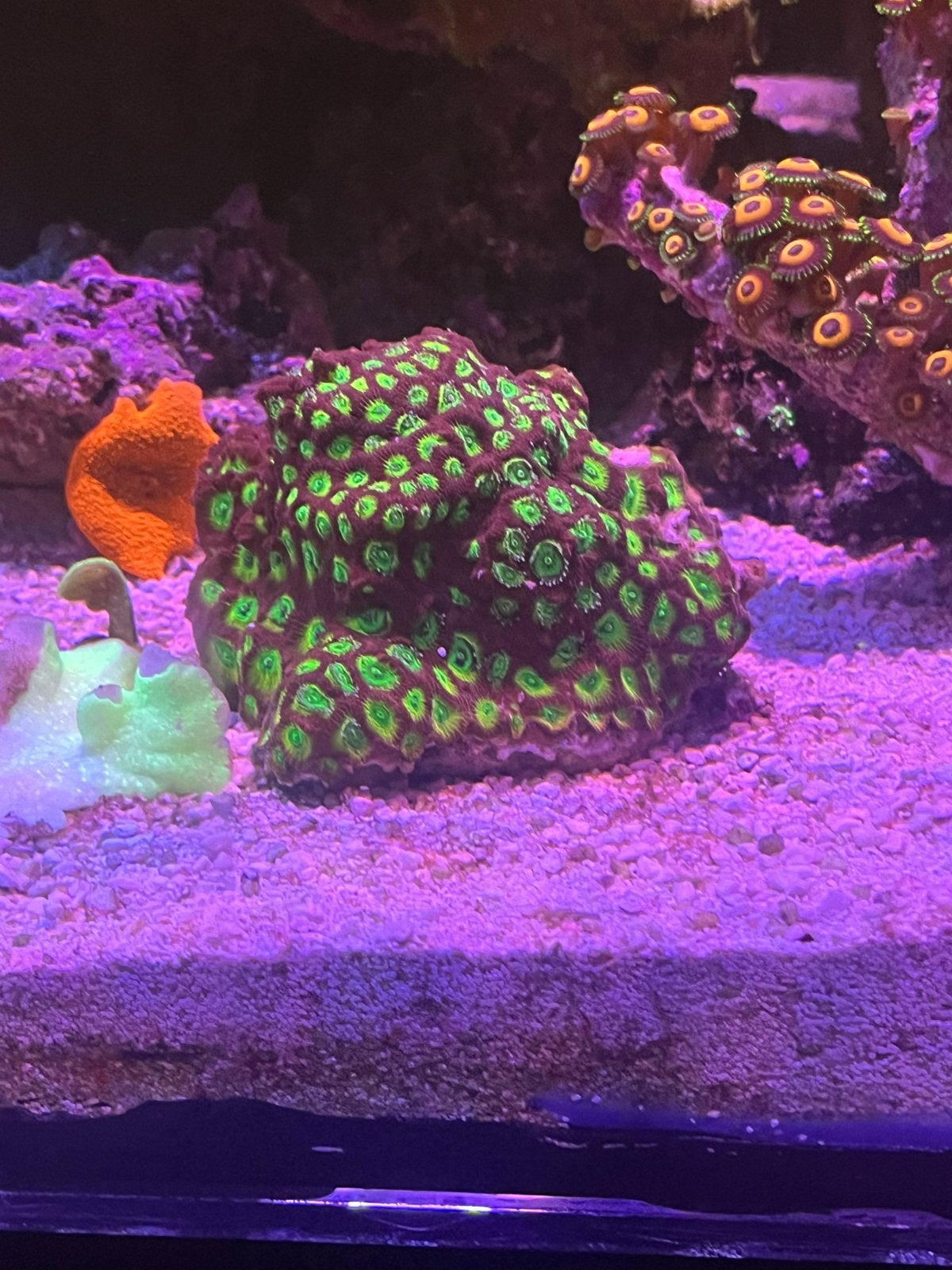 Favites Ultra Red / Green hart, Dieren en Toebehoren, Vissen | Aquariumvissen, Vis