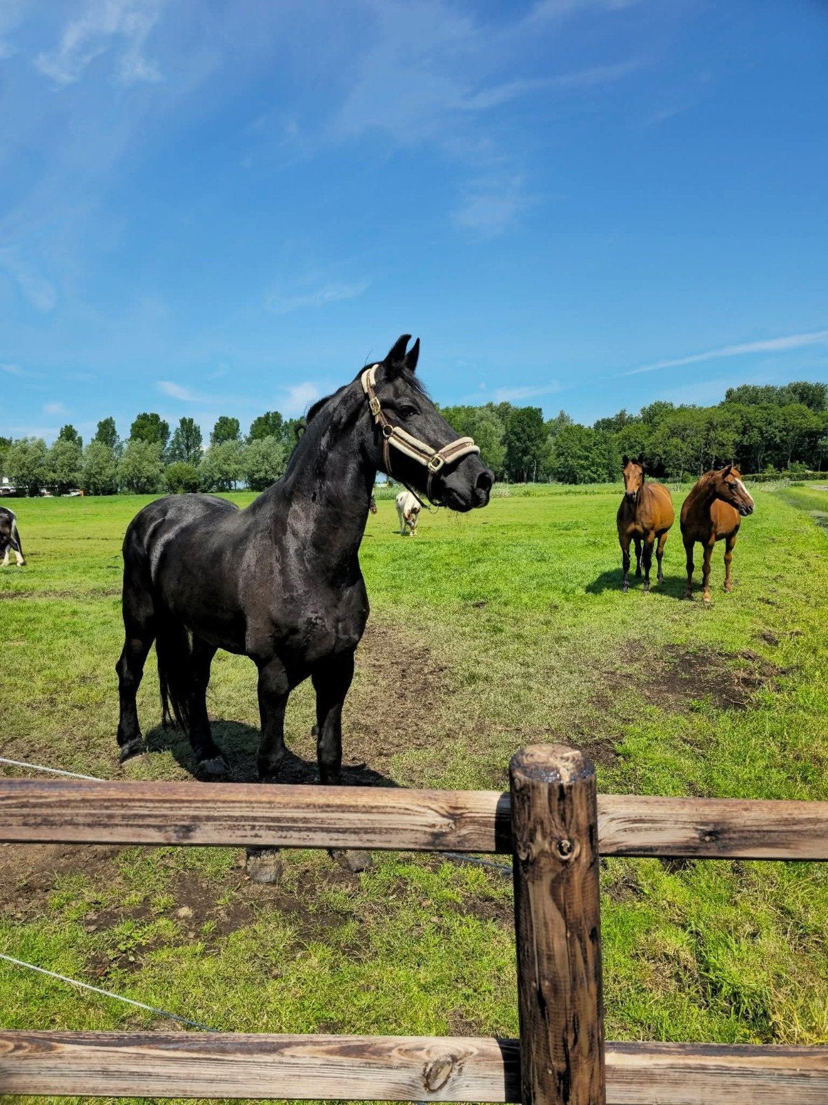 weidemaatje aangeboden, Ruin, Recreatiepaard, 11 jaar of ouder