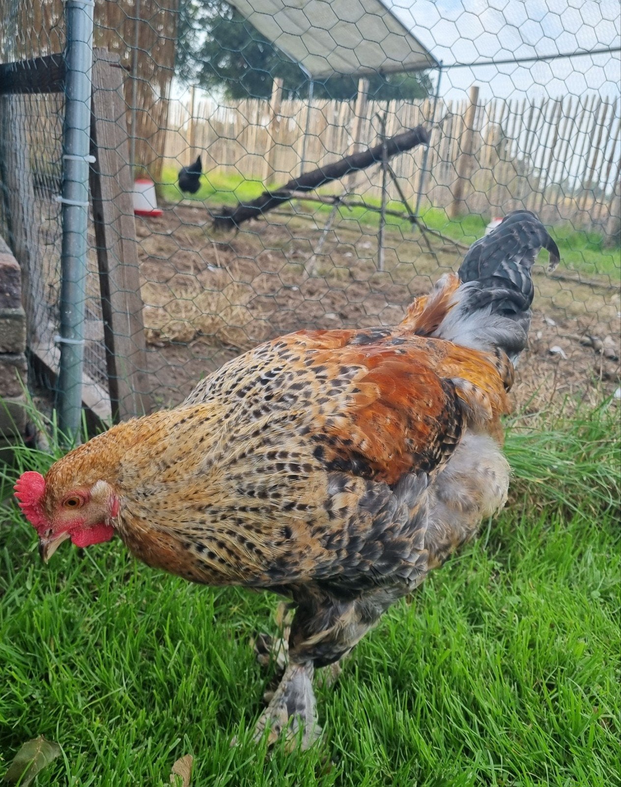 lief Brahma kleurlegger haantje Tinker, Dieren en Toebehoren, Mannelijk, Kip