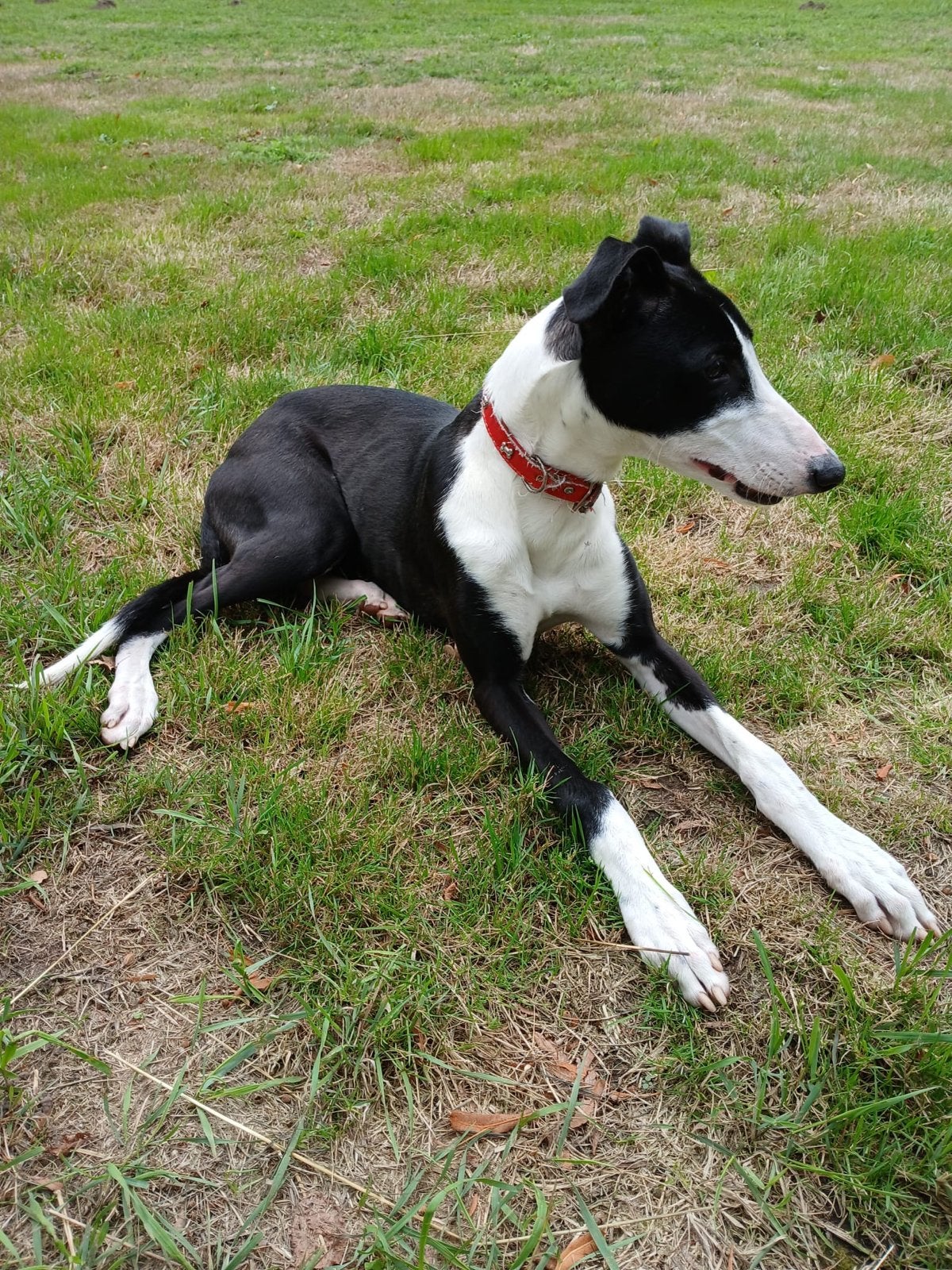 Super lieve whippet  ( windhond ) pup 7 maanden oud, Parvo, 15 weken tot 1 jaar, Teef, Eén hond