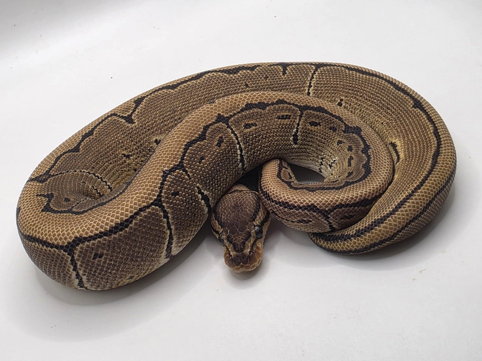Ballpython python regius koningspython