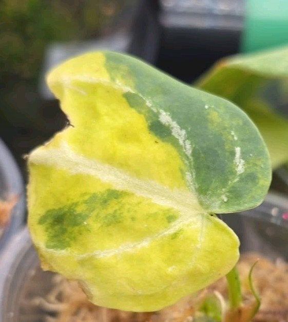 anthurium Crystallinum varigata, Huis en Inrichting, Ophalen of Verzenden, Halfschaduw, Minder dan 100 cm
