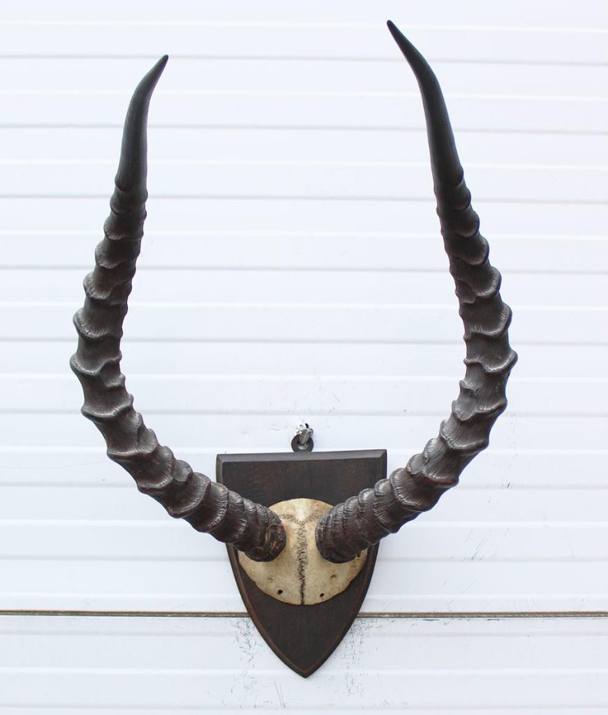 Antieke schedel IMPALA ANTILOPE  - rond 1900 - ref.  i, Ophalen of Verzenden, Gebruikt, Wild dier, Gewei of Kop