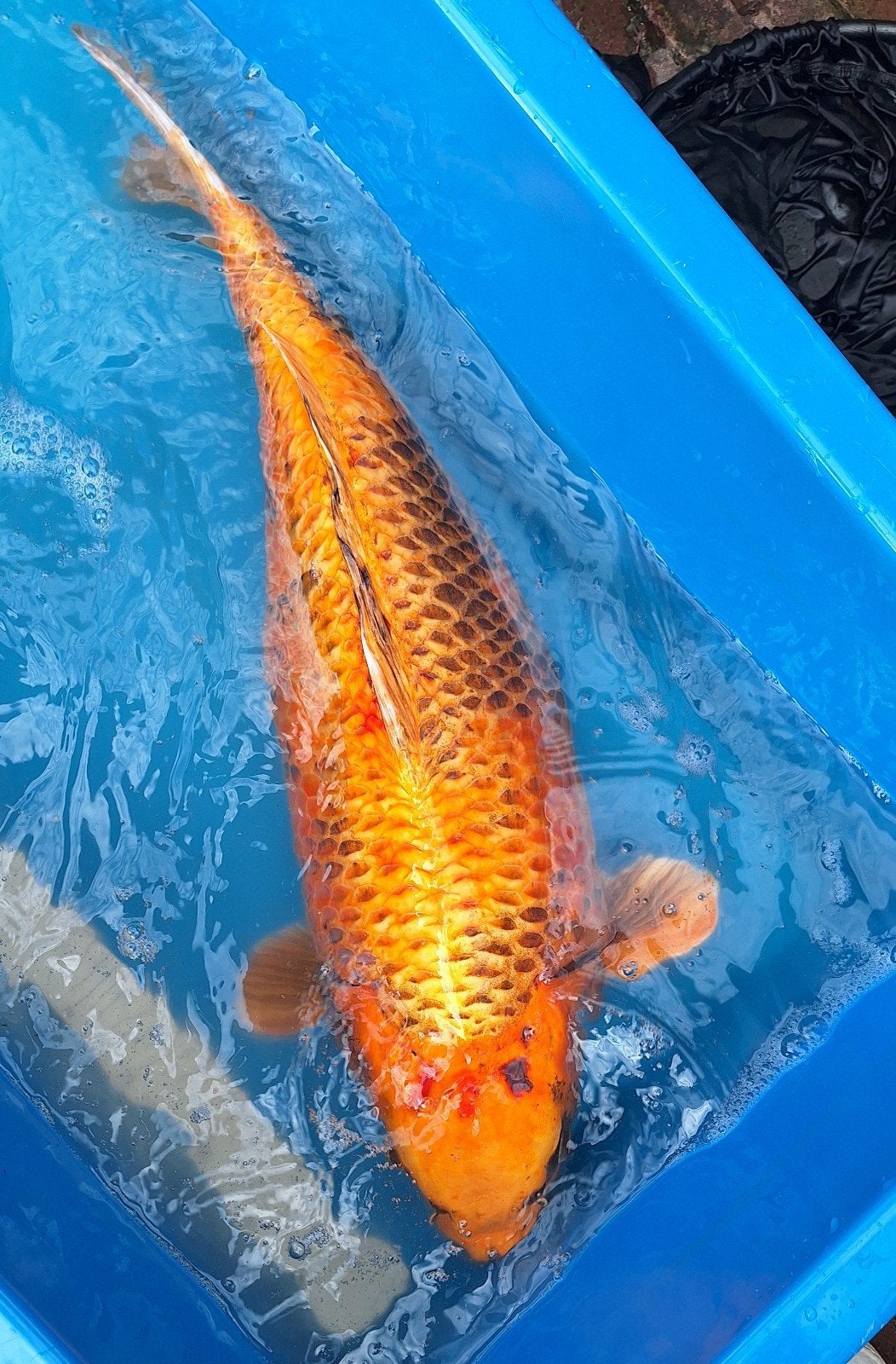 koi Kin Matsuba 65 cm, Karper of Koi
