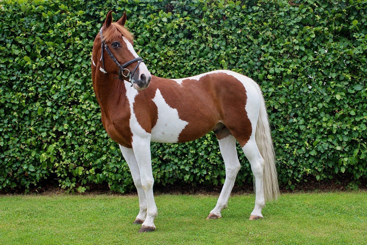 Jack - Veelzijdige sportpony met gouden karakter!, Ruin, L, D pony (1.37m tot 1.48m), 11 jaar of ouder