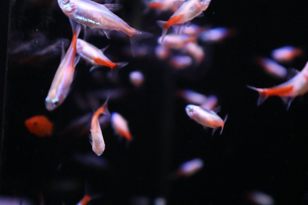 Neon tetra albino, Dieren en Toebehoren, Vis, Zoetwatervis, Schoolvis