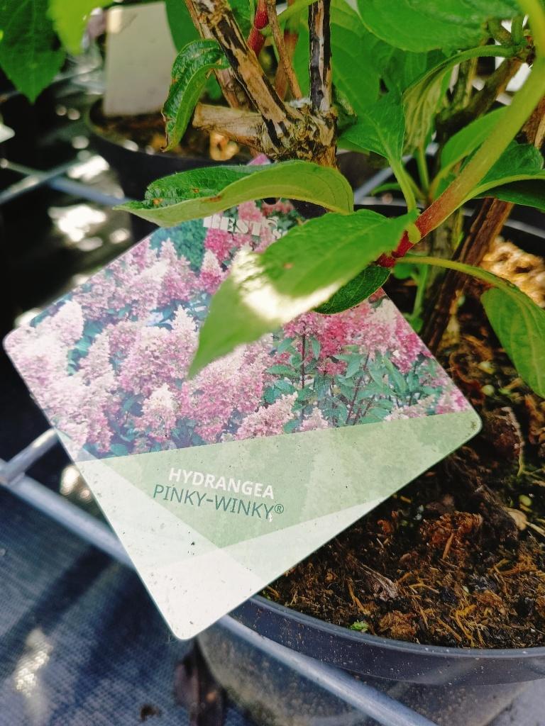 Hortensia Pinky winky, Vaste plant, Halfschaduw, Zomer, Ophalen