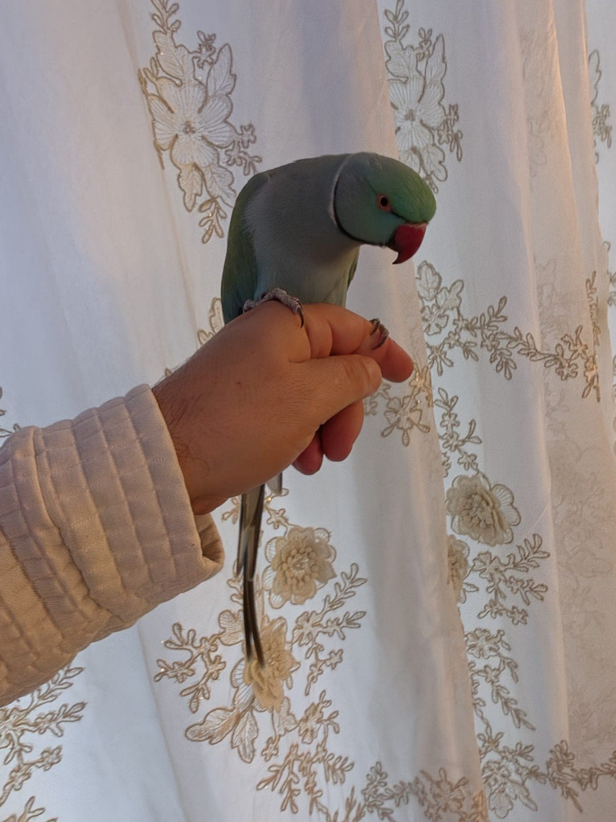 Mooie halsband parkiet Tam en kan praten, Dieren en Toebehoren, Geslacht onbekend, Parkiet, Tam