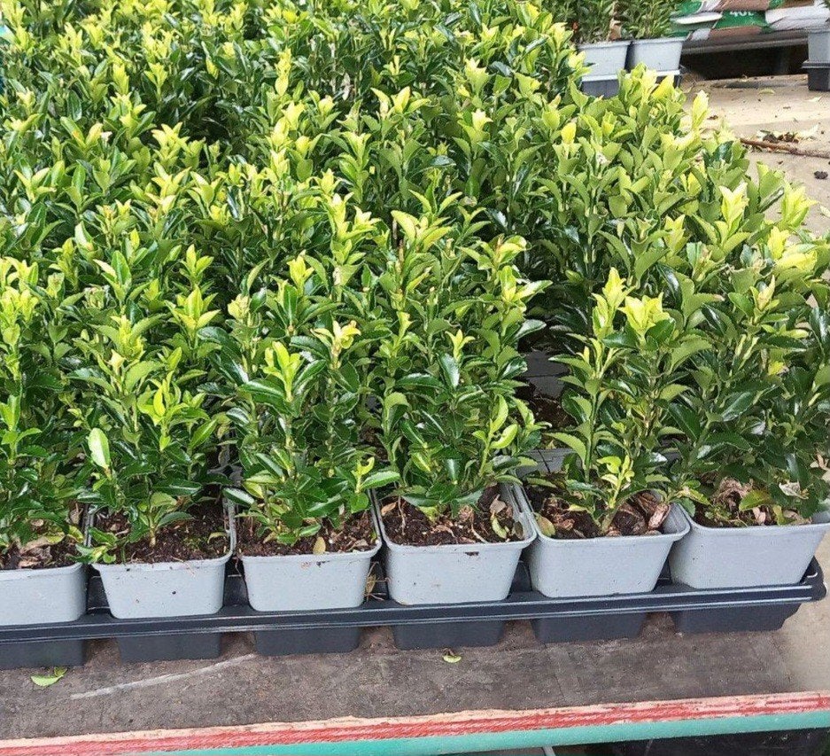 Te koop , haagplantjes ( euonymus japonicus green spire), Ophalen, Overige soorten, Haag, Minder dan 100 cm