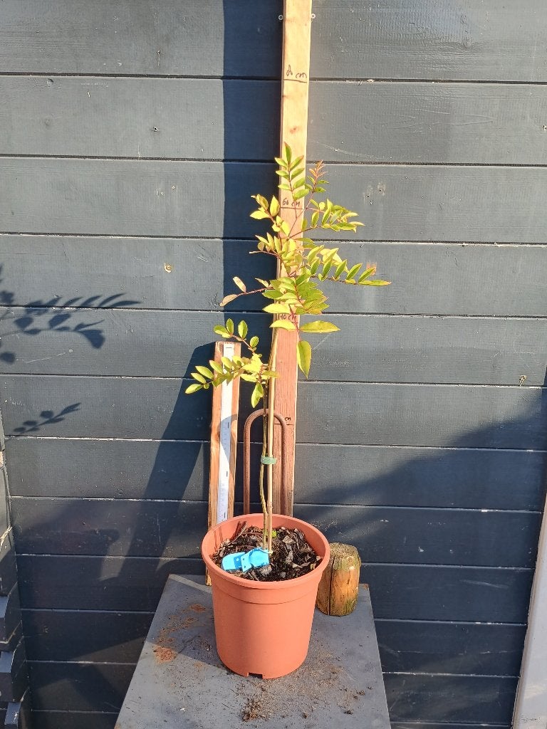 Kiespijnboom (Zanthoxylum bungeanum), Minder dan 100 cm, Lente, Overige soorten, Ophalen of Verzenden